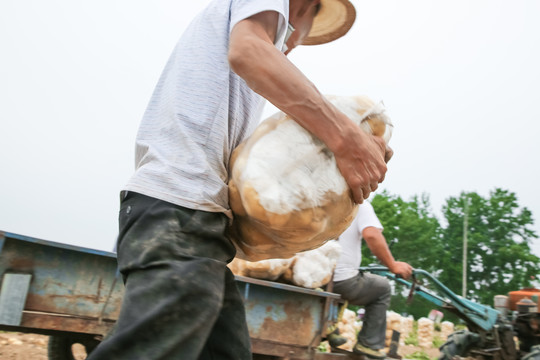 农民在收土豆