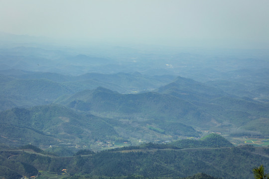 山上的绿植