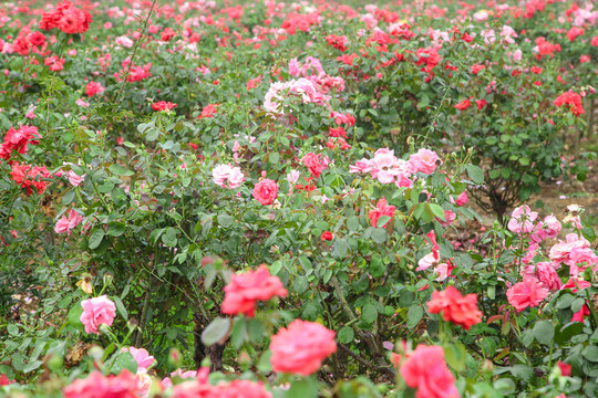 田地里种植的月季花