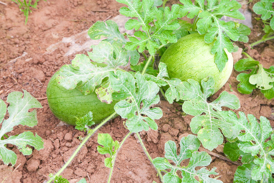 农田里种植的西瓜