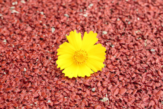 地上摆放着一朵黄花