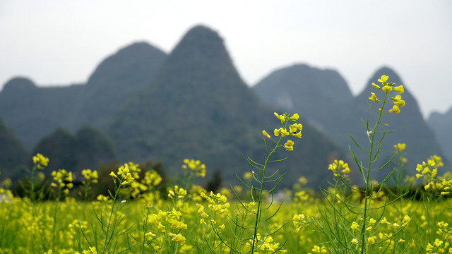 油菜花开