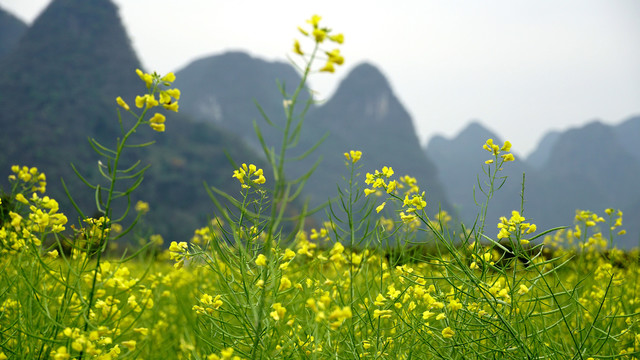 油菜花开