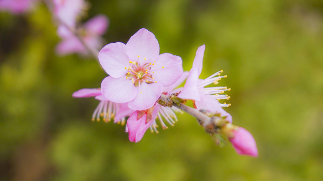 桃花