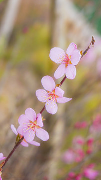 桃花