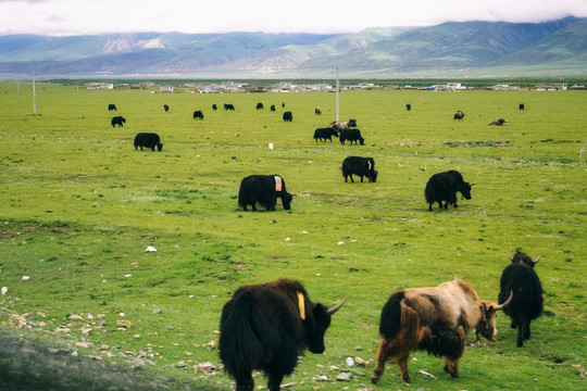 中国西藏高原草原牦牛群