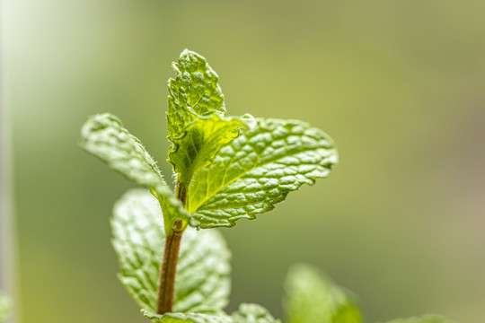 香水薄荷