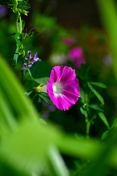 牵牛花