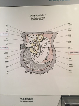 珍珠解剖图