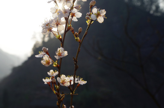 山杏花