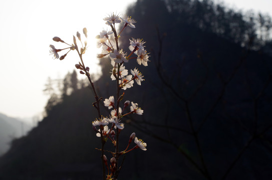 山杏花