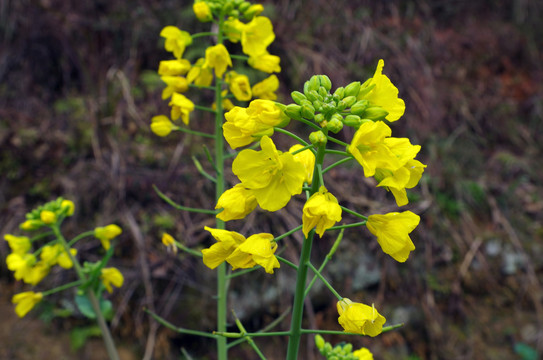 油菜花