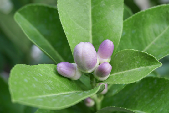 柠檬花蕾