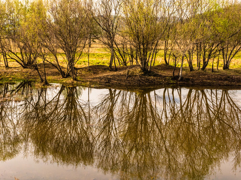 春季河边柳树林