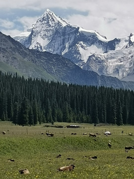 天山牧场