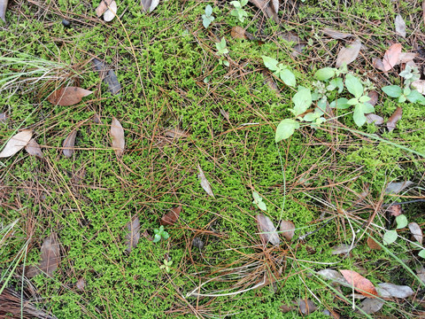 长青苔的地面