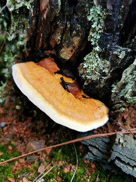 树桩上的菌蘑菇