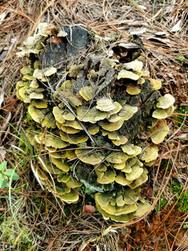 树桩上的菌蘑菇