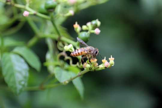 蜜蜂采蜜