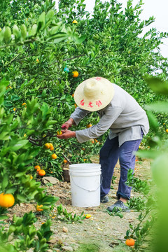 农民正在摘橘子