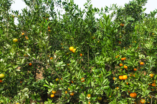 橘子种植基地