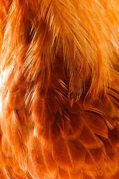 公鸡身上的羽毛