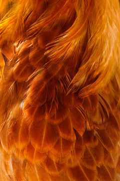 公鸡身上的羽毛