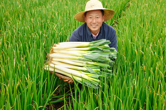 农民手里拿着大葱