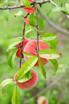 树上挂着桃子