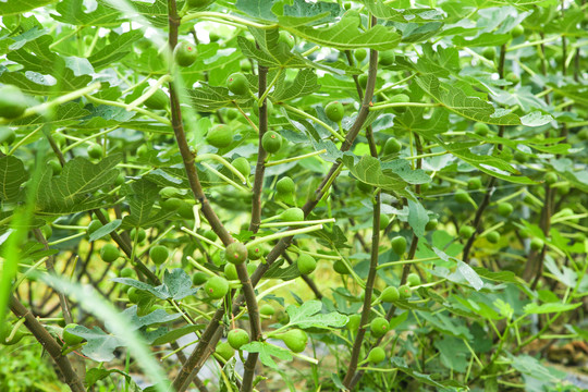 户外的无花果树