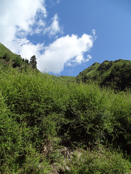 草原美景