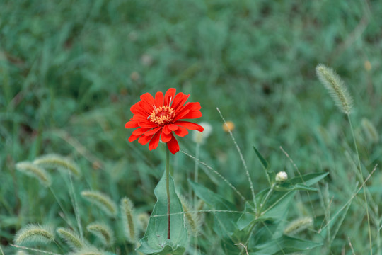 百日菊