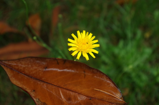 蒲公英花