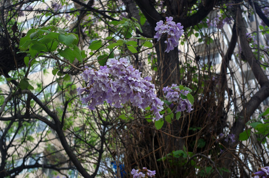 泡桐花