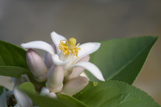 柠檬果树的花