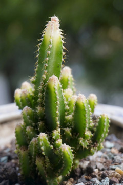 多肉植物万重山盆栽