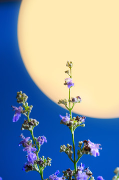 月亮下的花荆条花