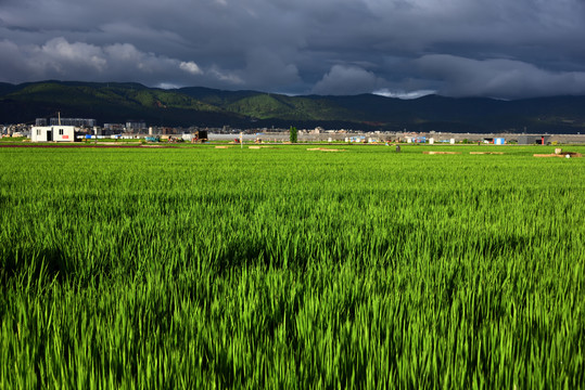 绿色稻田