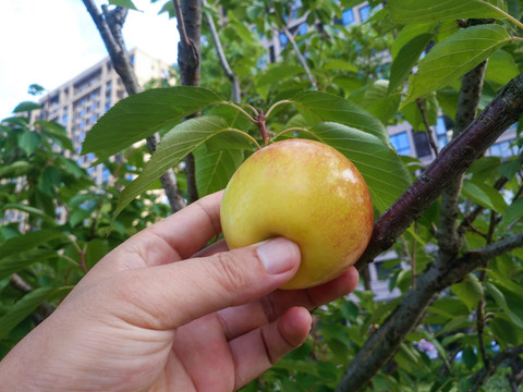 枝头摘苹果