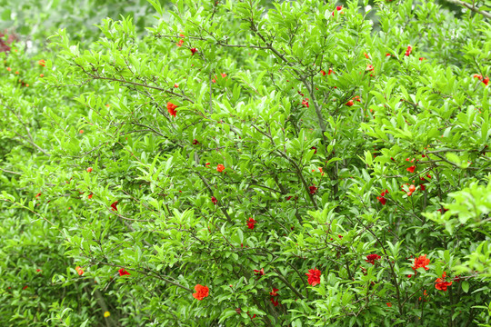 一片石榴花树