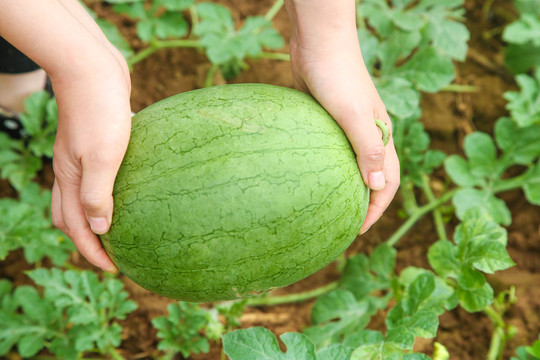农地里种植的西瓜