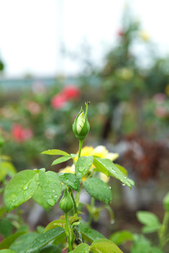 树枝上的月季花花苞