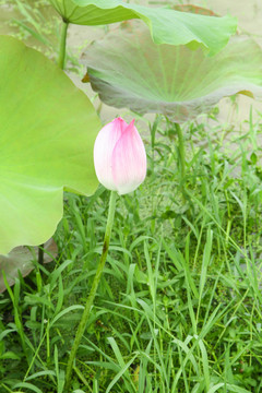 池塘里的一朵荷花