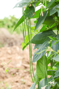 农田里种植的豇豆
