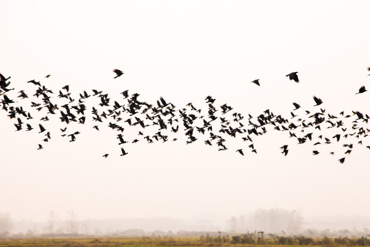 天上飞着一群鸟