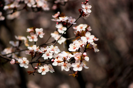 白色小花