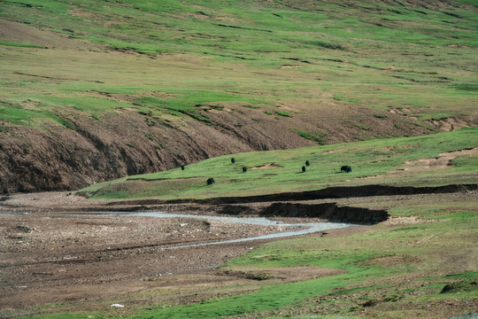 青藏高原草甸上的牦牛群与河流