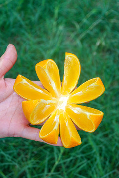 果冻橙