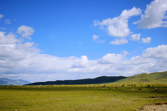 藏区草原美景