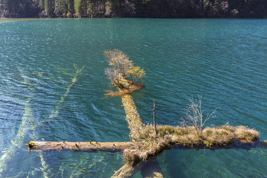 湖中的古树